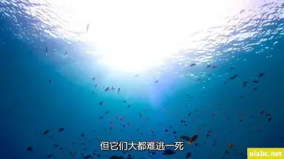 xiao77影音交流剧照1