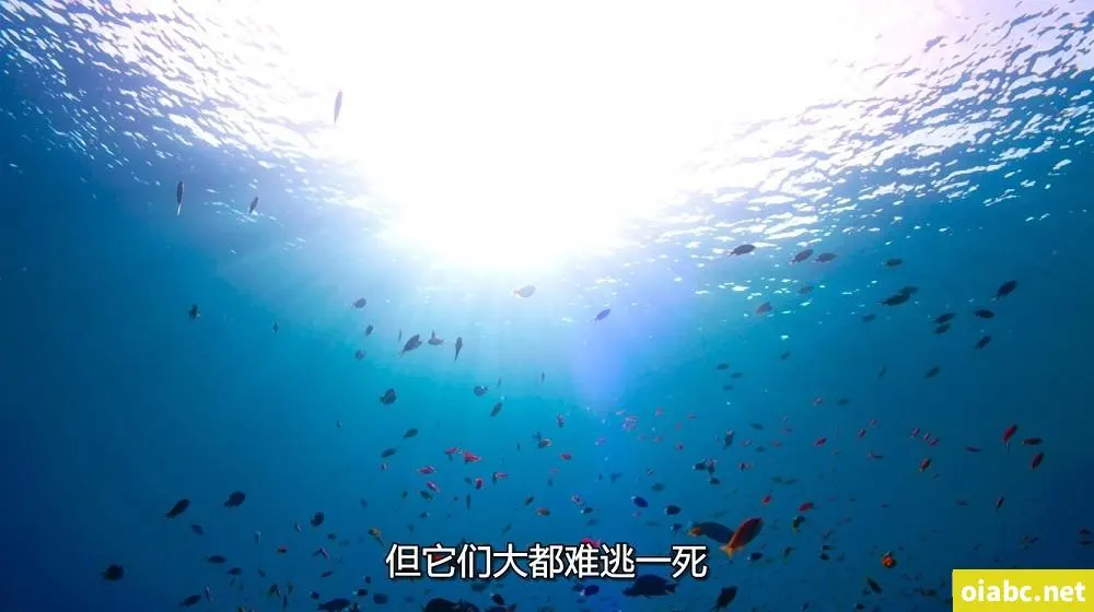 51-瑜伽裤大赛剧照1